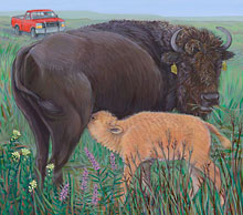 copyrighted image-nursing bison calf