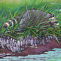 Raccoon in Salt Marsh_copyrighted nature illustration_JMTurley