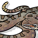 rattlesnake_copyrighted nature illustration_JMTurley